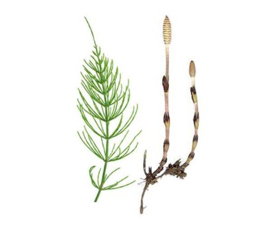 Image / illustration